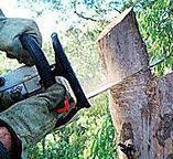 Newark, CA Tree Services Company