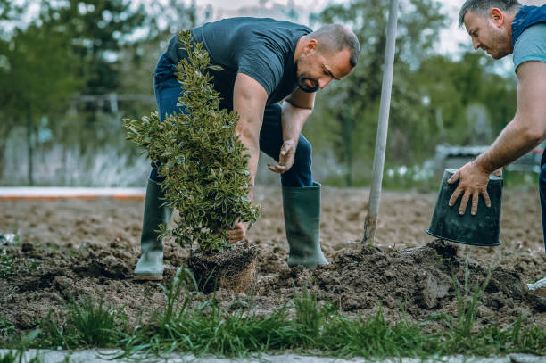 How Our Tree Care Process Works  in  Newark, CA